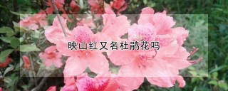 映山红又名杜鹃花吗,第1图