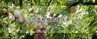 三华李种植管理技术,第1图