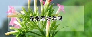 花烟草好养吗,第1图