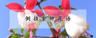 倒挂金钟花语,第1图