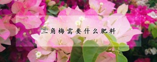 三角梅需要什么肥料,第1图