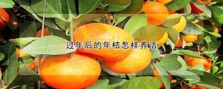 过年后的年桔怎样养活,第1图