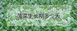 菠菜生长期多少天,第1图