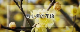 素心梅的花语,第1图