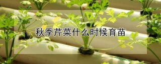 秋季芹菜什么时候育苗,第1图