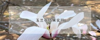 玉兰花结果实吗,第1图