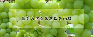 葡萄为何会落花落果蚂蚁,第1图