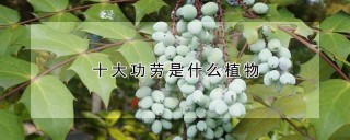 十大功劳是什么植物,第1图