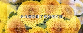 乒乓菊花谢了后如何打理,第1图