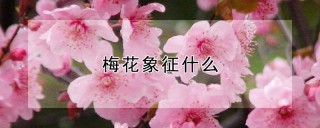 梅花象征什么,第1图