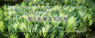 罗汉松夏天怎么养,第1图