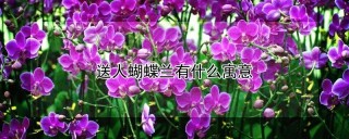 送人蝴蝶兰有什么寓意,第1图