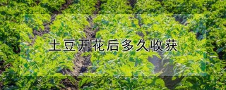 土豆开花后多久收获,第1图