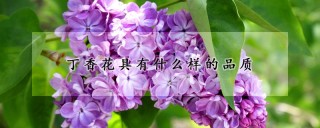 丁香花具有什么样的品质,第1图