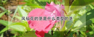 凤仙花的茎是什么类型的茎,第1图