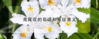 鸢尾花的花语和象征意义,第1图