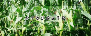 秋天收获的农作物,第1图