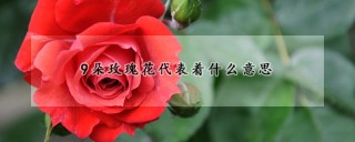 9朵玫瑰花代表着什么意思,第1图