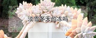 淡雪冬天怕冻吗,第1图