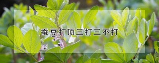 蚕豆打顶三打三不打,第1图