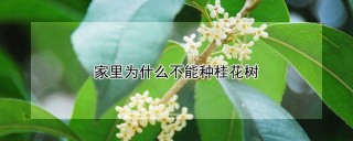 家里为什么不能种桂花树,第1图