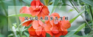 凤仙花水培多久生根,第1图