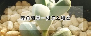 鹿角海棠一根怎么爆盆,第1图