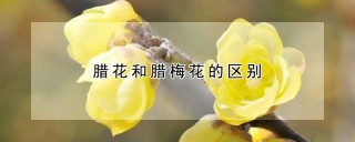 腊花和腊梅花的区别,第1图