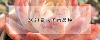 2021最火多肉品种,第1图