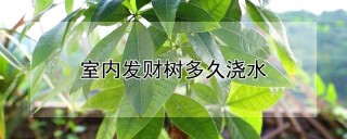 室内发财树多久浇水,第1图