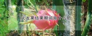 火龙果结果期间施什么肥,第1图