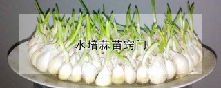 水培蒜苗窍门,第1图