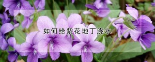 如何给紫花地丁浇水,第1图