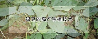 绿豆的高产种植技术,第1图