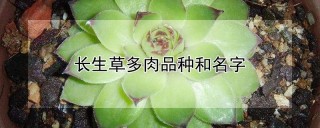 长生草多肉品种和名字,第1图