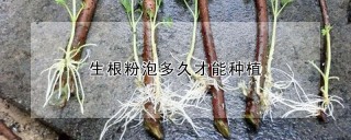 生根粉泡多久才能种植,第1图