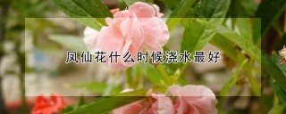 凤仙花什么时候浇水最好,第1图