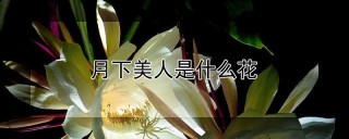 月下美人是什么花,第1图