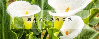 朋友之间送什么花,第1图