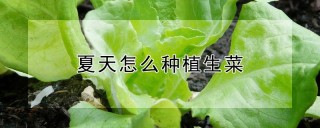 夏天怎么种植生菜,第1图