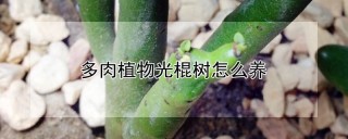 多肉植物光棍树怎么养,第1图