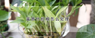 富贵竹烂根怎么处理,第1图