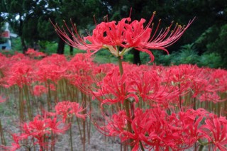 彼岸花能活多久,第2图