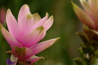 姜荷花花苞干枯是什么原因,第3图