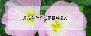 月见草什么时候播种最好,第1图