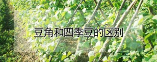 豆角和四季豆的区别,第1图