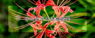 什么花代表遗憾的爱,第1图