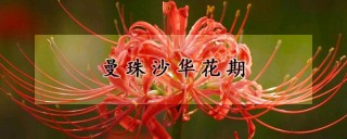 曼珠沙华花期,第1图