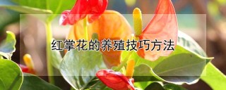 红掌花的养殖技巧方法,第1图