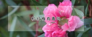 松红梅有毒吗,第1图